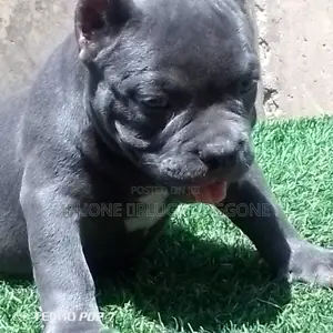 1-3 months Female Purebred American Bully