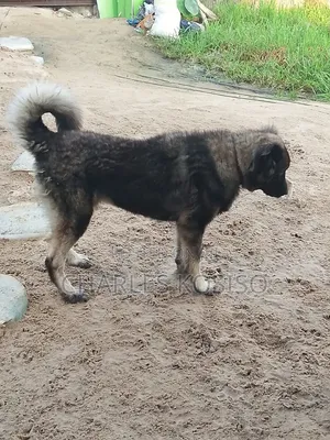 6-12 months Female Purebred Caucasian Shepherd