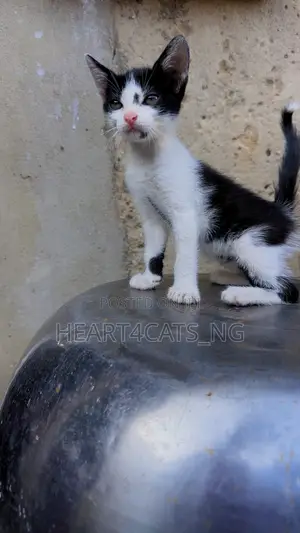 1-3 months Female Purebred American Shorthair