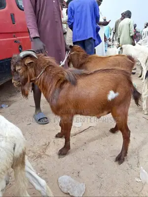Native Goat