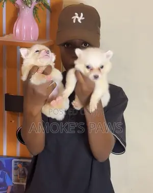 0-1 month Female Purebred American Eskimo