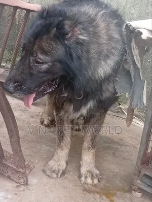 1+ year Male Purebred Caucasian Shepherd