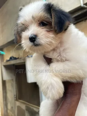 1-3 months Female Purebred Lhasa Apso
