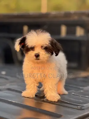 1-3 months Female Purebred Lhasa Apso
