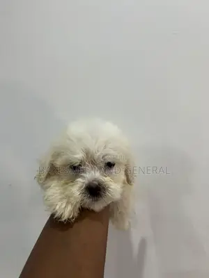 1-3 months Male Purebred Lhasa Apso