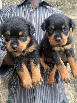 1-3 months Female Purebred Rottweiler