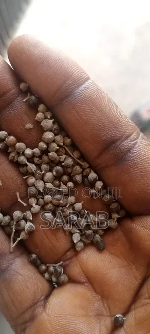 Vitex Seed