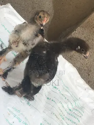 Brahma Chicken