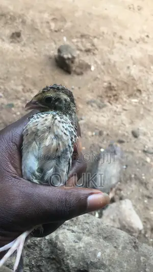 Quail Bird and Eggs