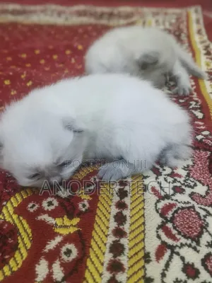 0-1 month Female Purebred Persian