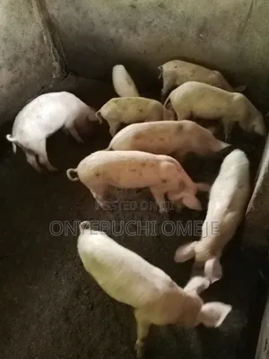 Large White Piglets