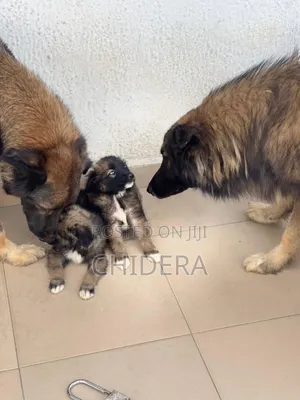 1-3 months Male Purebred Caucasian Shepherd