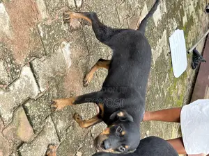 3-6 months Female Purebred Rottweiler