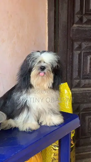 6-12 months Male Purebred Shih Tzu
