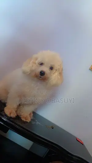 1+ year Male Purebred Lhasa Apso