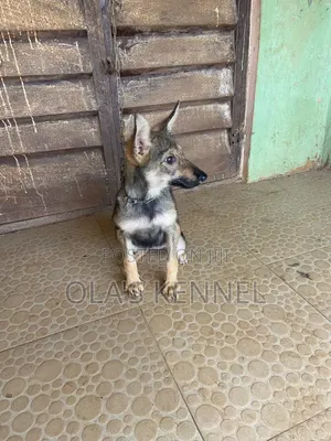 3-6 months Female Purebred German Shepherd