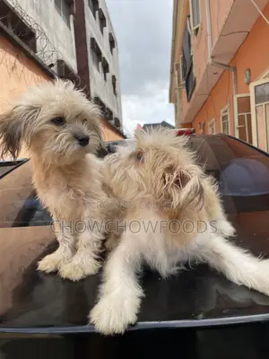 3-6 months Female Purebred Lhasa Apso