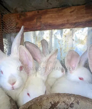 Hyla Rabbits (Fully Weaned)