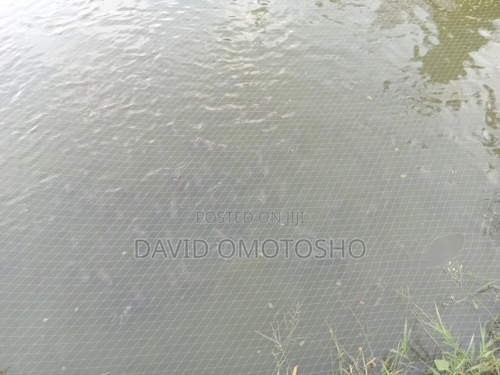 Mature Tilapia Fish