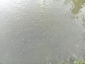 Mature Tilapia Fish