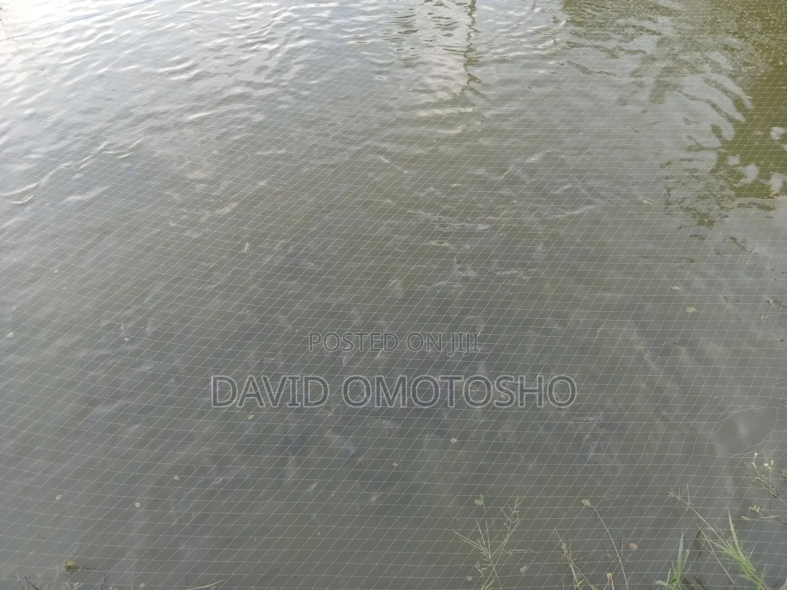 Mature Tilapia Fish