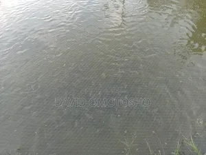 Mature Tilapia Fish