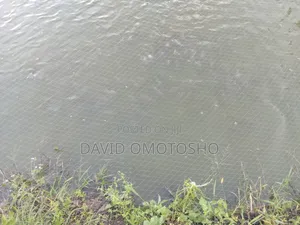 Mature Tilapia Fish