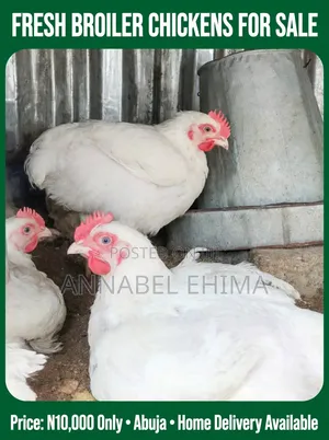 Fresh Broiler Chickens for Sale 