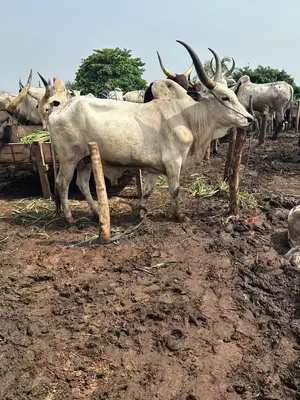 Big, Healthy Cows for Sale in Awka – Affordable Prices!