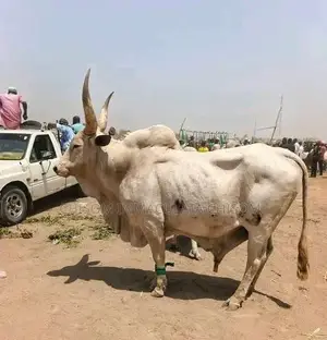Big, Healthy Cows Available for Sale in Awka – Affordable Prices!