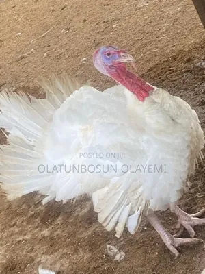 Matured Turkey 15kg and Above.