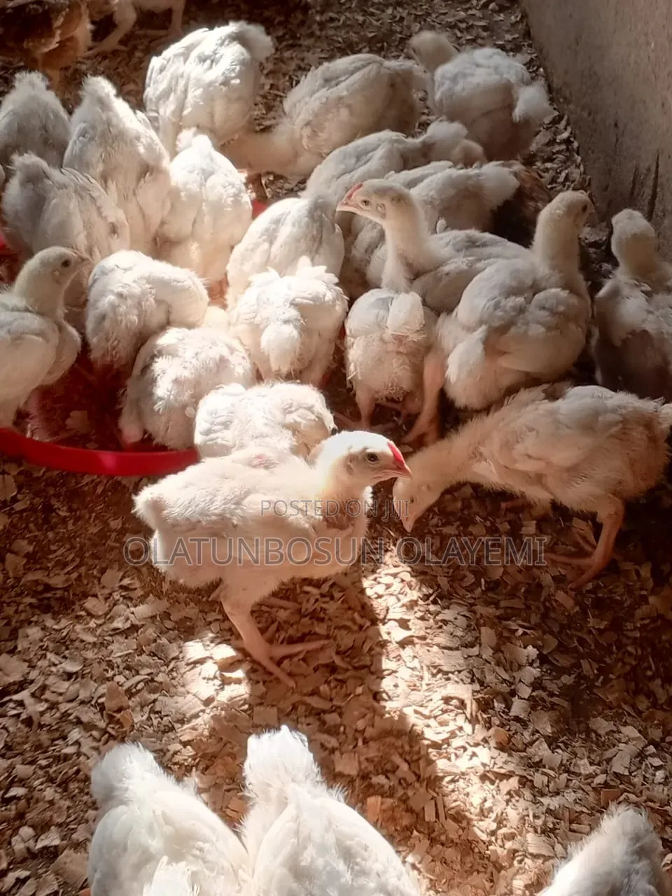 Four 4 Weeks Fully Vaccinated Broiler Chicken.