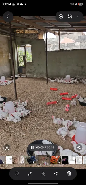 Four 4 Weeks Fully Vaccinated Broiler Chicken.