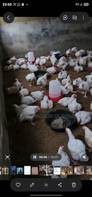 Four 4 Weeks Fully Vaccinated Broiler Chicken.