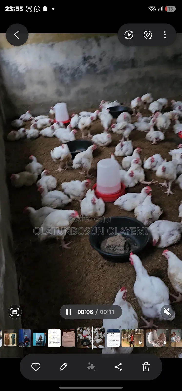 Four 4 Weeks Fully Vaccinated Broiler Chicken.