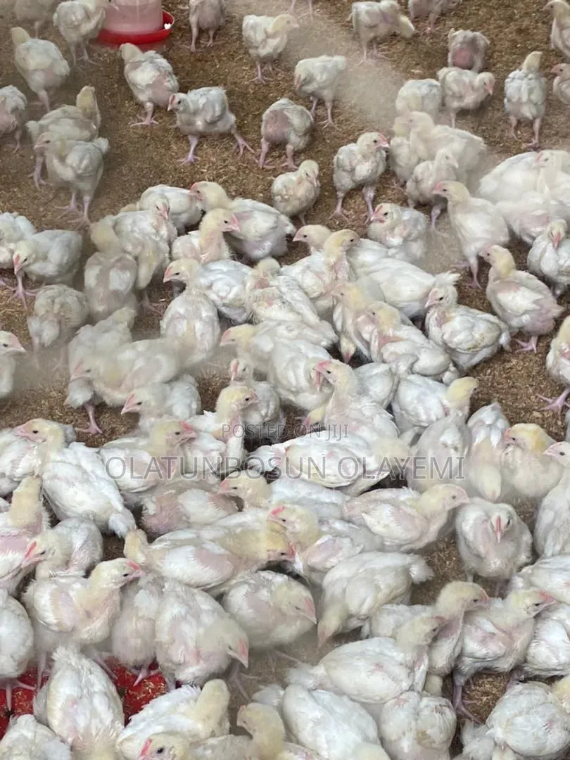 Four 4 Weeks Fully Vaccinated Broiler Chicken.