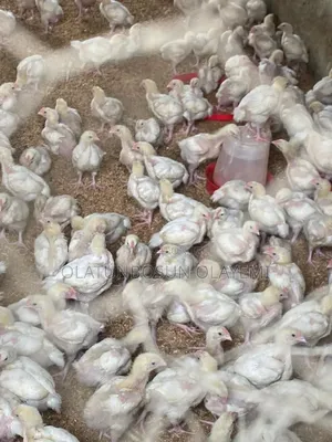 Four 4 Weeks Fully Vaccinated Broiler Chicken.