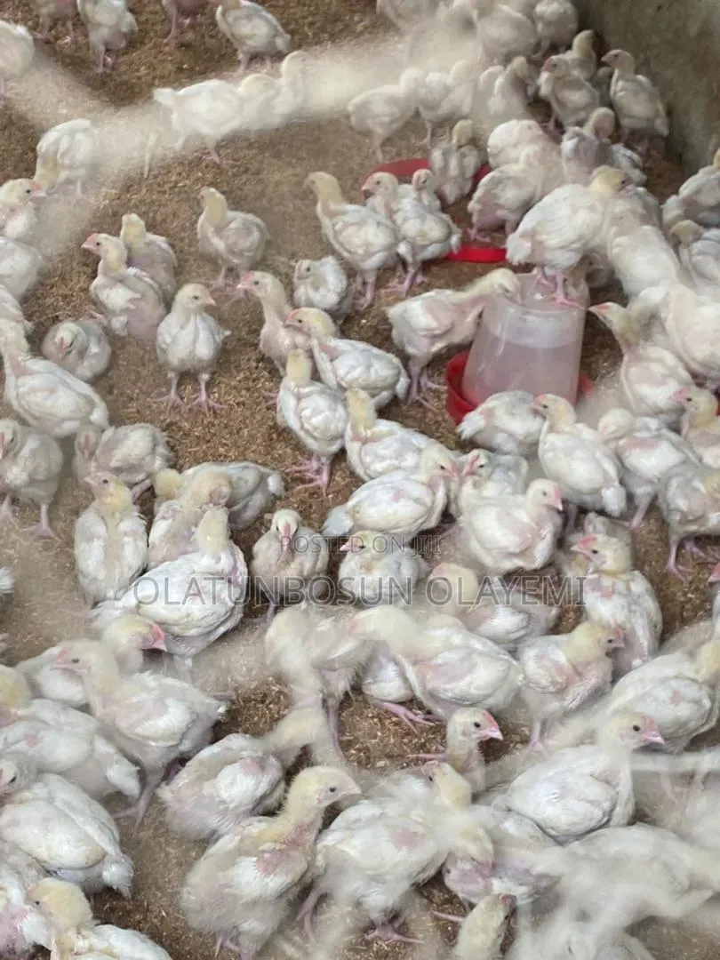 Four 4 Weeks Fully Vaccinated Broiler Chicken.