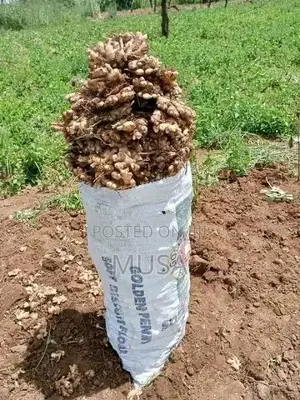 Bags of Ginger{FRESH and DRIED}