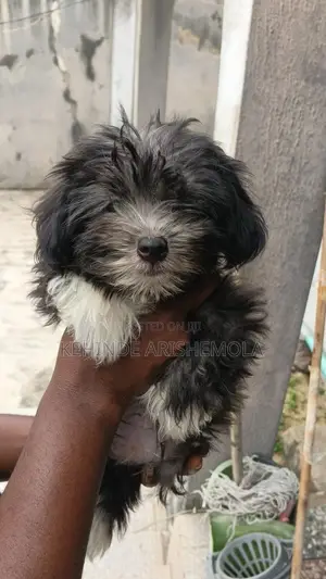 6-12 months Female Purebred Lhasa Apso