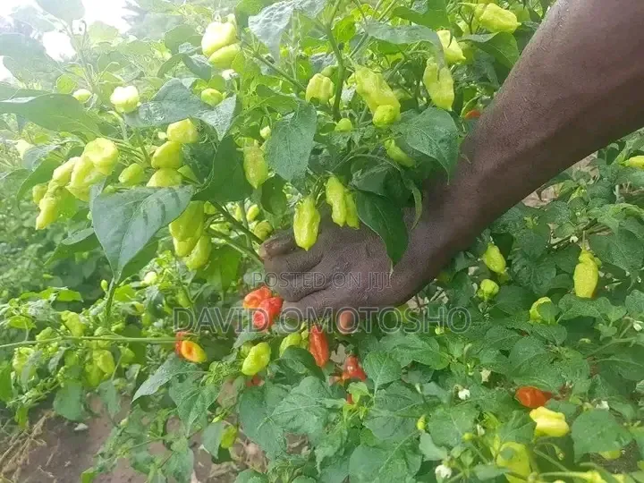 Fresh Harbanero Pepper
