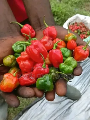 Fresh Harbanero Pepper