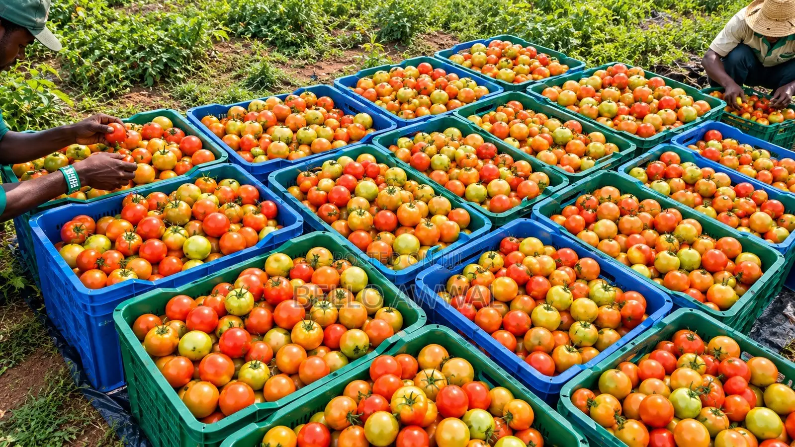 Consultanting Agronomist/Farm Set Up Professional