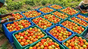 Consultanting Agronomist/Farm Set Up Professional