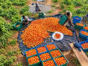 Consultanting Agronomist/Farm Set Up Professional