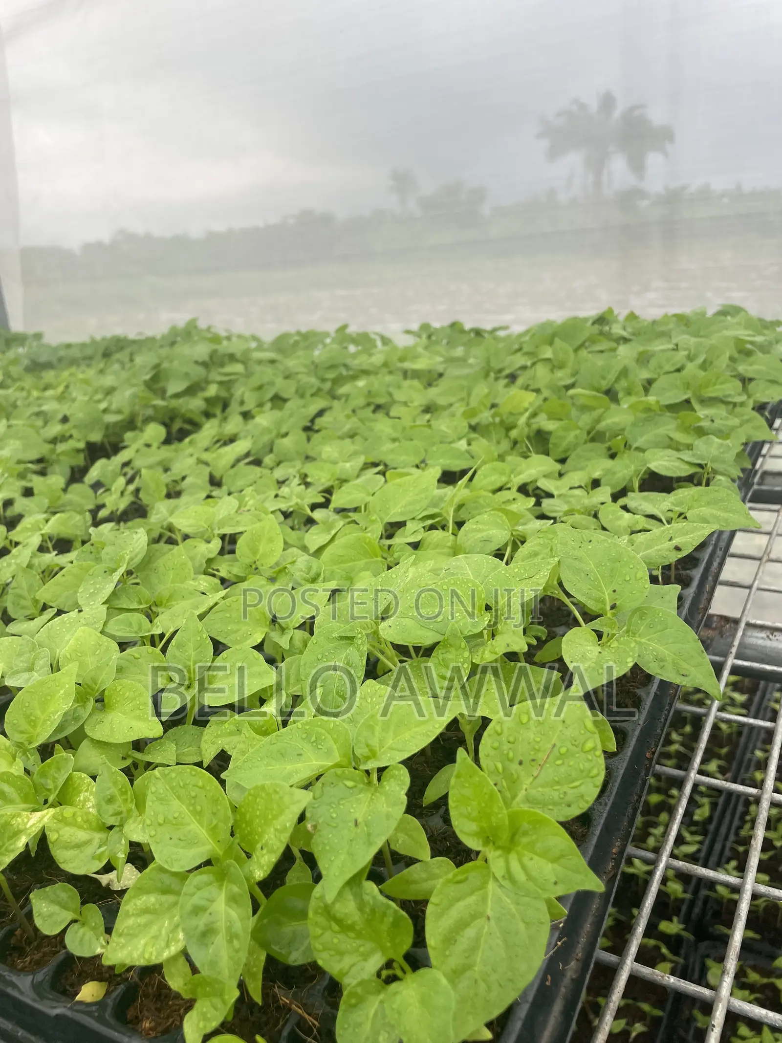 Consultanting Agronomist/Farm Set Up Professional