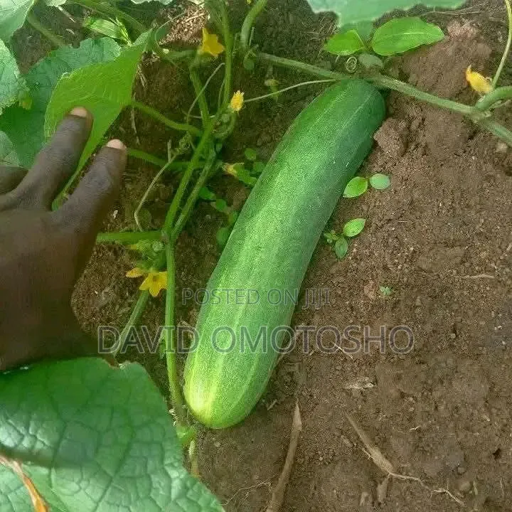 Fresh Cucumber