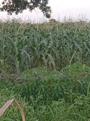 Fresh Sweet Corn