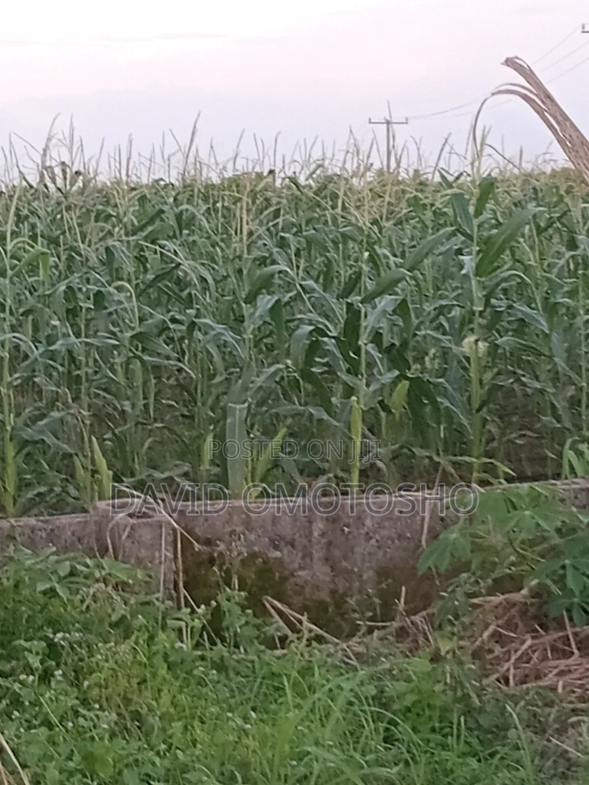 Fresh Sweet Corn