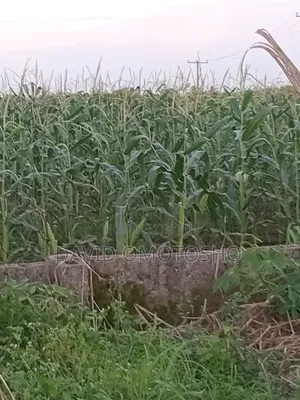 Fresh Sweet Corn